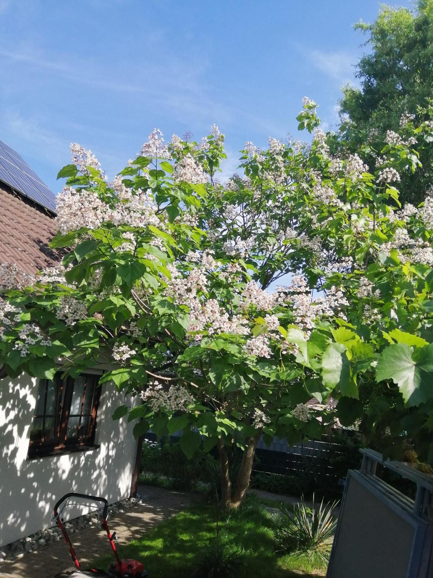 "Kleine Hedwig" Apartment พุทบัส ภายนอก รูปภาพ